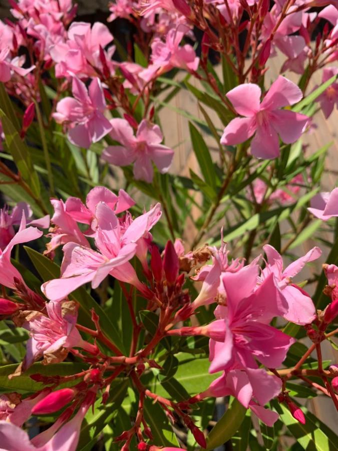 Bed & Breakfast Domitia D'hotes Luberon *